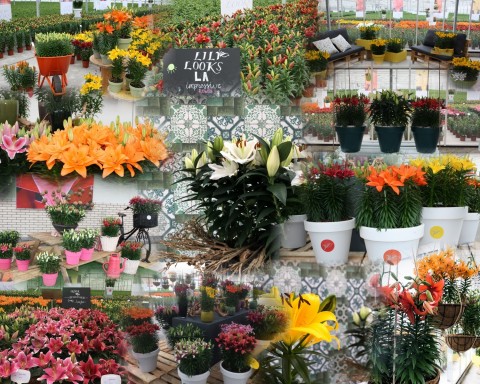 FlowerTrials 2018 collage