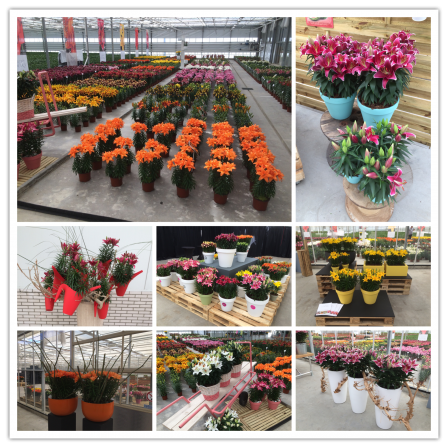 FlowerTrials 2017 collage